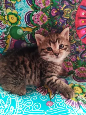 Maine coon Keverék kiscicák gazdit keresnek - kép 2