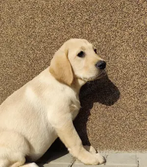 Labrador kiskutya 