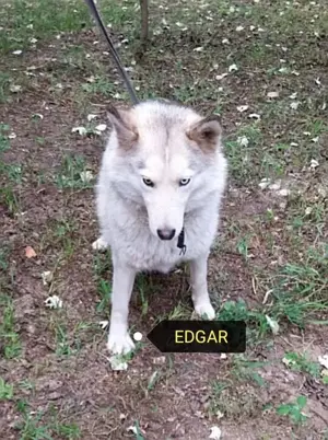 Edgár az utcák vándora,szerető gazdira vár. - kép 2