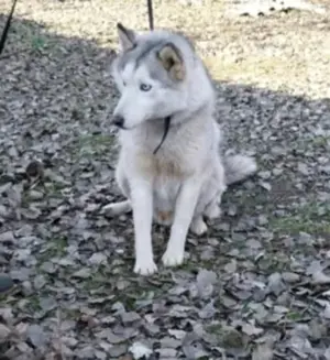 Edgár az utcák vándora,szerető gazdira vár. - kép 3