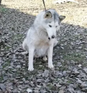Edgár az utcák vándora,szerető gazdira vár. - kép 4