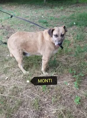 Monti a panzióban szerető családról álmodik