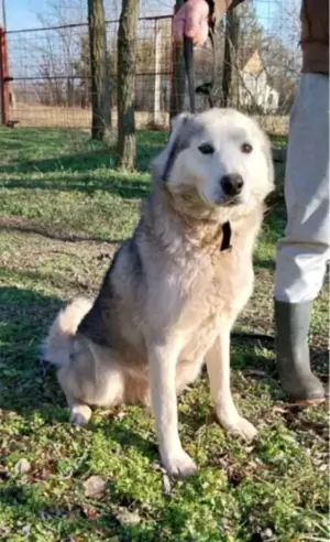 Gazdit keresünk Logannak a rosz körülmények közül mentett kukyának - kép 2