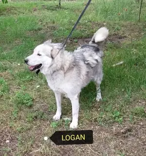 Gazdit keresünk Logannak a rosz körülmények közül mentett kukyának