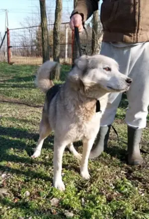 Gazdit keresünk Logannak a rosz körülmények közül mentett kukyának - kép 3