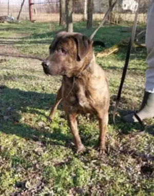 Az utcára hajították Oszit,mint a szemetet. Új gazdit keresünk neki - kép 4