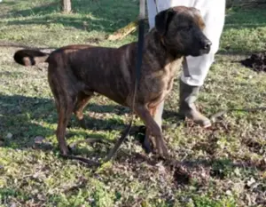 Az utcára hajították Oszit,mint a szemetet. Új gazdit keresünk neki - kép 2