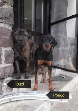 Az utcára hajították Oszit,mint a szemetet. Új gazdit keresünk neki - kép 5