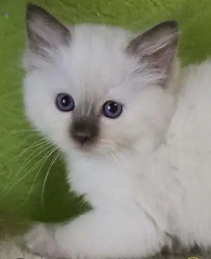 Ragdoll szépséges kandúrka