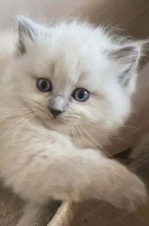 Ragdoll Cherubim cicák