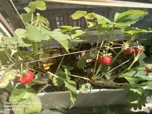 Budapesten tabu nélküli FÉRFI SEX esetleg hosszabb tartózkodással! - kép 3