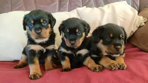 Rottweiler kiskutyák