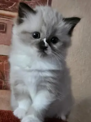 Ragdoll kölykök eladók - kép 1