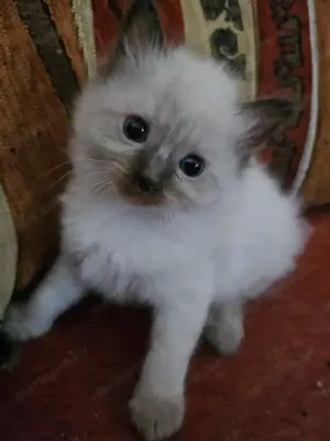 Ragdoll kölykök eladók - kép 2