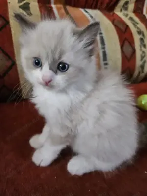 Ragdoll kölykök eladók - kép 3
