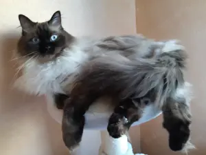 Ragdoll kölykök eladók - kép 6
