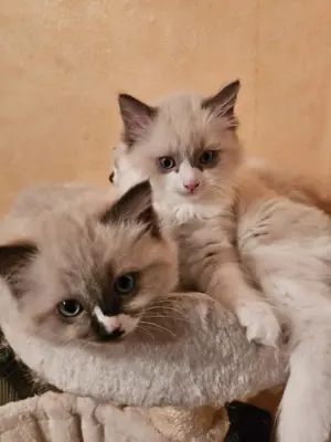 Ragdoll kölykök eladók - kép 4