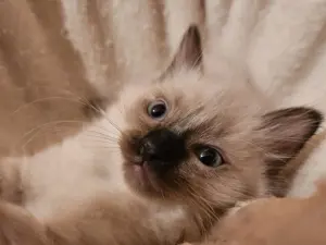 Ragdoll kölykök eladók - kép 5