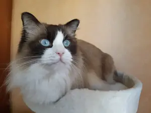 Ragdoll kölykök eladók - kép 7