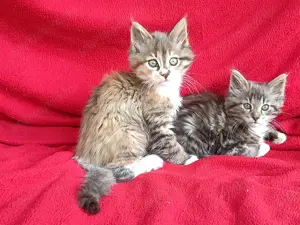 Maine coon 
