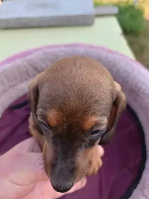 Tacsi kutyusok eladó - kép 7