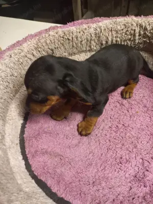 Tacsi kutyusok eladó - kép 3