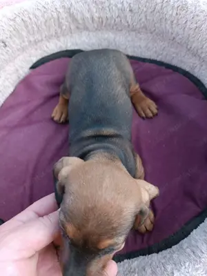 Tacsi kutyusok eladó - kép 6