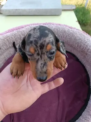 Tacsi kutyusok eladó - kép 5