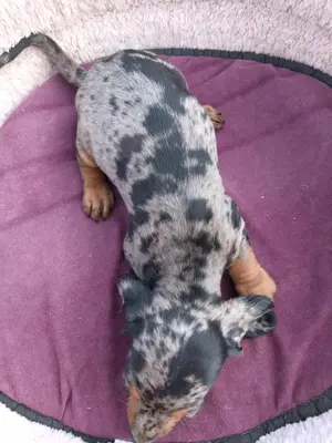 Tacsi kutyusok eladó - kép 4