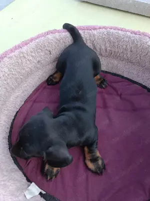 Tacsi kutyusok eladó - kép 8