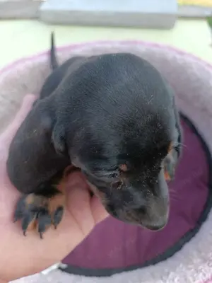 Tacsi kutyusok eladó - kép 9