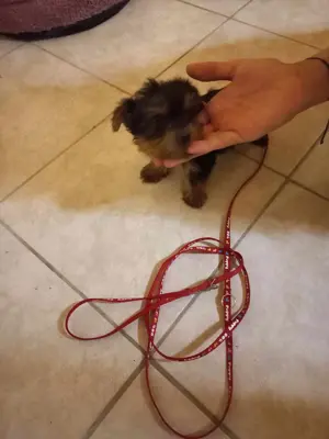 Yorki kutyusok 1 fiú 1 kislány eladó