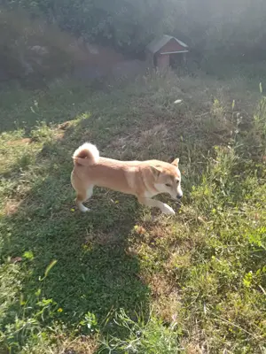 Shiba inu kan eladó törzskönyvvel  - kép 1