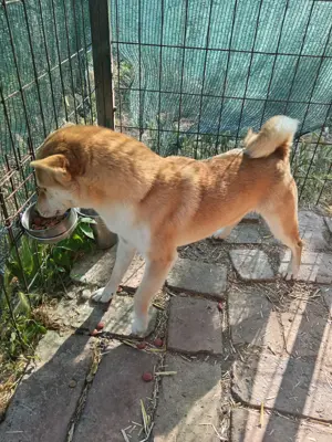 Shiba inu kan eladó törzskönyvvel  - kép 2