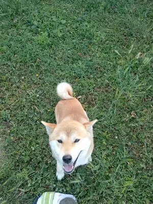 Shiba inu kan eladó törzskönyvvel  - kép 4