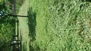 Vállalok kerti munkákat! - kép 2