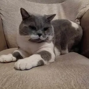 Brit kiscicák foglalhatóak - kép 4