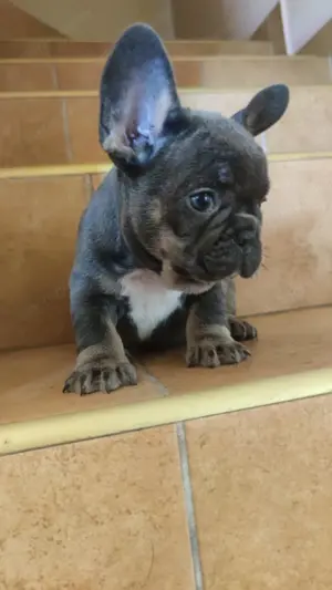 francia bulldog kis kutyák