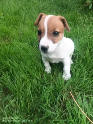 Jack Russell terrier