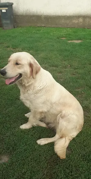 Golden retriever kiskutyák