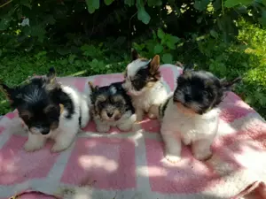  Csodaszép 2 hónapos Biewer Yorkshire Yorki  kisfiú- kislány 2 x oltva keresi gazdiját!