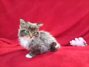Maine coon 