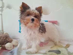 Yorkshire terrier kisfiú (yorki)