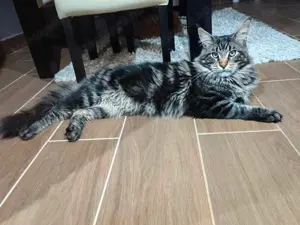 10 hetes Maine Coon kislány