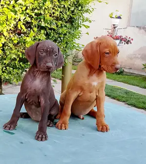vizslakölykök