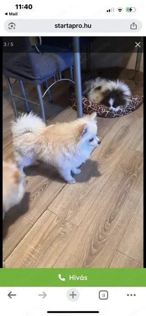 Kis Spitzek két fiu gazdit keresnek - kép 2