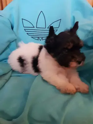 Yorki  Yorkshire  Biewer 2 hónapos kisfiú- kislány gazdit keres 2 x oltva!