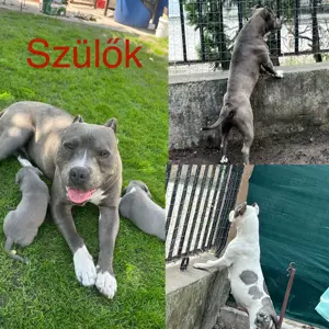 Pitbull kiskutyák