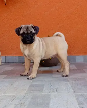 Mopsz kan kiskutyák