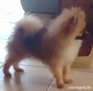 pomeraniai torpespicc
